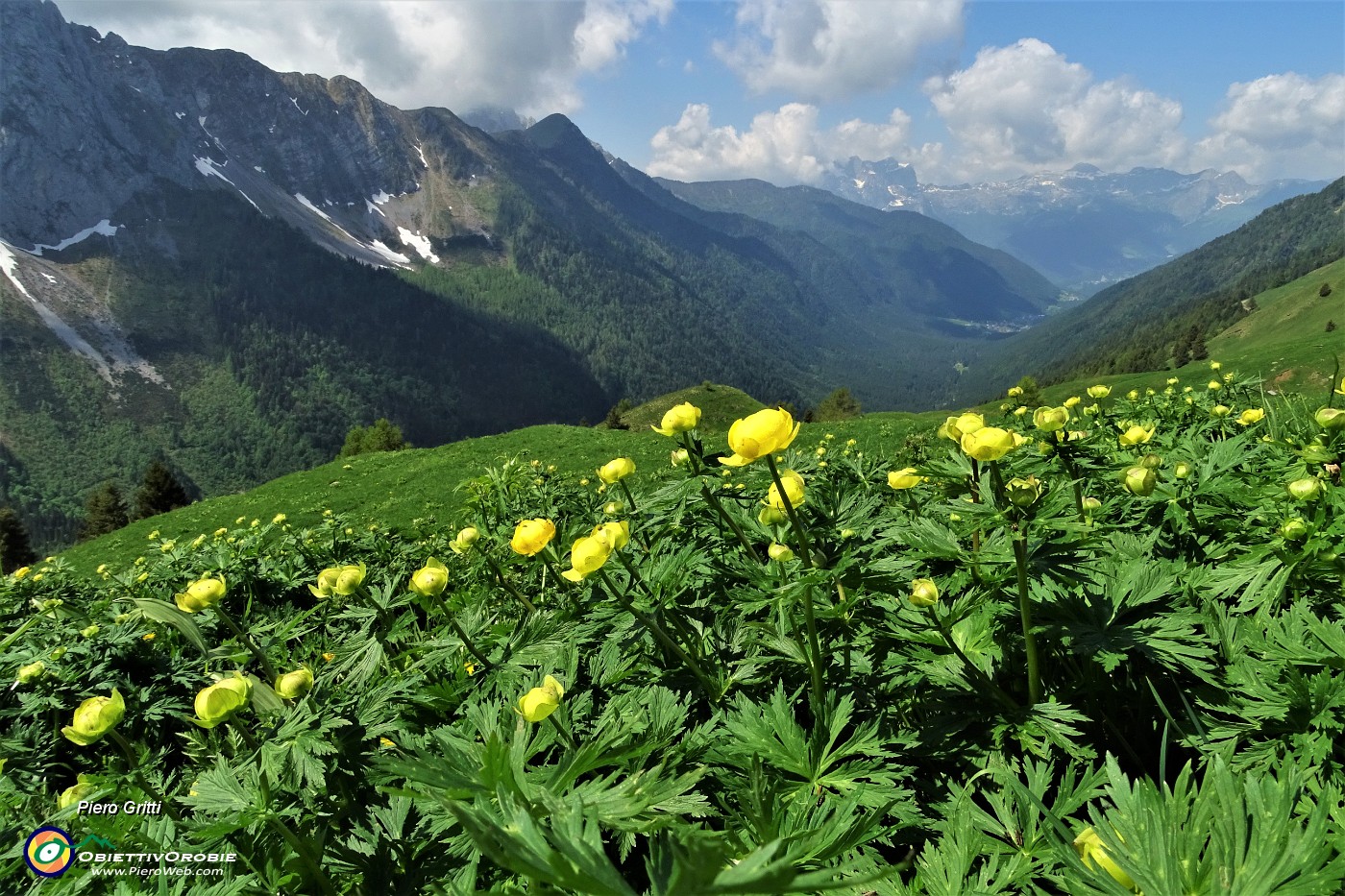 28 Fioriture di botton d'oro con vista sulla Val di Scalve.JPG